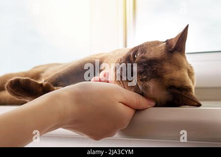 Propriétaire pétant chat birman reposant sur le rebord de la fenêtre. Banque D'Images