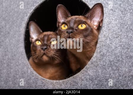 Deux chatons birmans regardant de leur maison. Banque D'Images