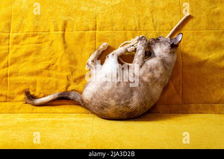 Chat birman joueur adulte sur canapé jaune. Banque D'Images