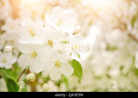 Branche de fleurs blanches pommier en fleur Banque D'Images
