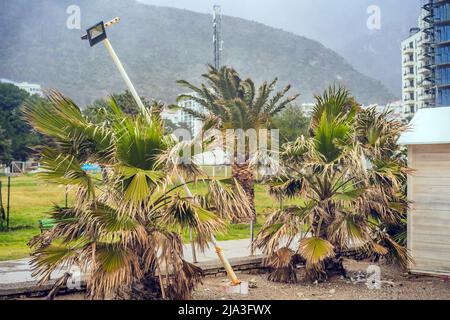 Tempête tropicale, forte pluie et vents forts dans les climats tropicaux. Les palmiers se balancent dans le vent à la suite d'une tempête tropicale Banque D'Images