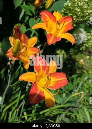 Orange Daylyly (Hemerocallis fulva) fleurit dans un jardin. Banque D'Images