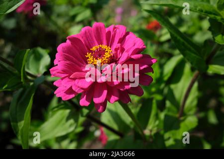 Gros plan d'un Zinnia commun, ou élégant Zinnia (Zinnia elegans) tête de fleur. Banque D'Images