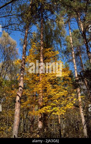 Arbres à feuillage jaune le jour ensoleillé de l'automne. Parc Bitsevski (parc Bitsa), Moscou, Russie. Banque D'Images