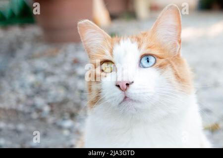 Un chat de tabby domestique au gingembre et blanc avec des yeux de différentes couleurs, connu sous le nom d'hétérochromie sectorielle. L'un des yeux est bleu tandis que l'autre est vert Banque D'Images