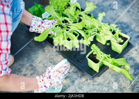 Jeune femme jardinière travaillant en serre avec de la laitue Banque D'Images
