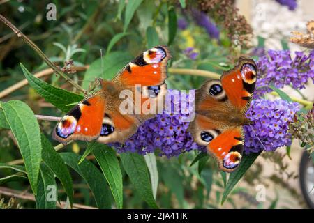 Une paire de papillons de paon colorés (Aglais io) se nourrissant des fleurs de la Buddleia. Pris en marchant sur la Dales High Way dans le Yorkshire Banque D'Images