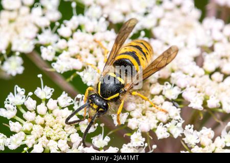 Une guêpe saxonne (Dolichovespula saxonica?) se nourrissant de fleurs sauvages. Prise près de Hawthorn Hive, comté de Durham, Royaume-Uni Banque D'Images