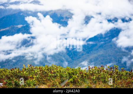 Montagne enneigée et brumeuse avec prairies alpines vertes. Banque D'Images