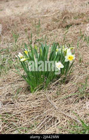 Fleurs sauvages de jonquille qui poussent sur le flanc de la colline. Banque D'Images