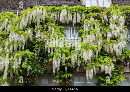 Wisteria floribunda Alba sur un cottage en pierre de cotswold au printemps. Burford. Cotswolds, Oxfordshire, Angleterre Banque D'Images