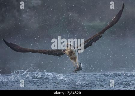 L'osproie sur la rivière Gwash. OAKHAM, Royaume-Uni: DES photographies MAJESTUEUSES ont capturé ces incroyables oiseaux du Yorkshire qui s'élève de l'eau comme le mythique BEI Banque D'Images