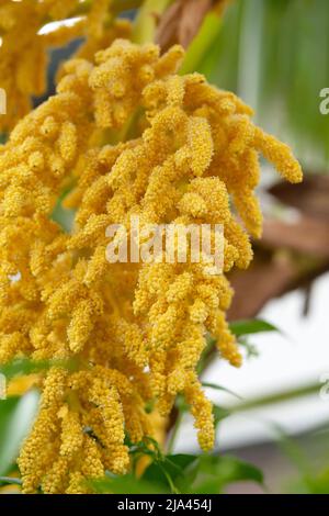 Fleurs de palmier de Chusan, Trachycarpus fortunei Banque D'Images