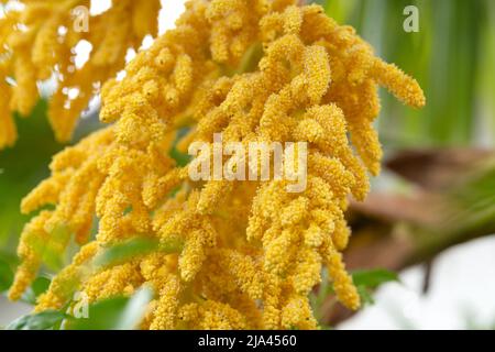 Fleurs de palmier de Chusan, Trachycarpus fortunei Banque D'Images