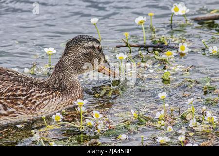 gros plan d'un canard femelle nageant entre les plantes aquatiques Banque D'Images