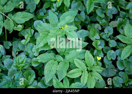 Aechopodium podaglaria et Chrysosplenium alternifolium L. Banque D'Images