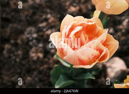 Jardin de fleurs, une tulipe d'oranges assise sur une fleur Banque D'Images