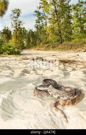 Serpent de pin de Floride - Pituophis melanoleucus mugitus Banque D'Images