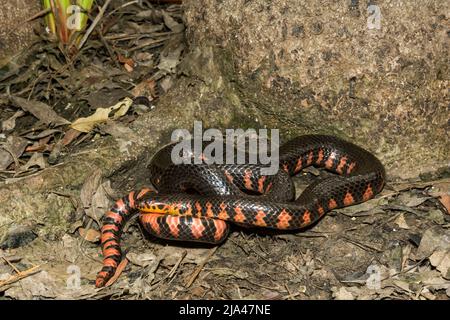 Serpent de boue de l'est - Farancia abacura Banque D'Images