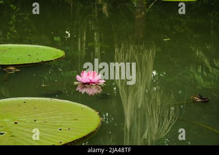 Victoria Amazonica fleur, la plus grande de la famille des nénuphars, dans un étang à Museuu da Amazônia - MUSA, à Manaus, Brésil Banque D'Images