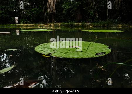 Victoria Amazonica fleur, la plus grande de la famille des nénuphars, dans un étang à Museuu da Amazônia - MUSA, à Manaus, Brésil Banque D'Images