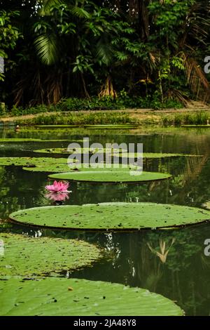 Victoria Amazonica fleur, la plus grande de la famille des nénuphars, dans un étang à Museuu da Amazônia - MUSA, à Manaus, Brésil Banque D'Images