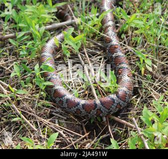 Un détail du motif sur un serpent à lait sauvage de l'est Banque D'Images