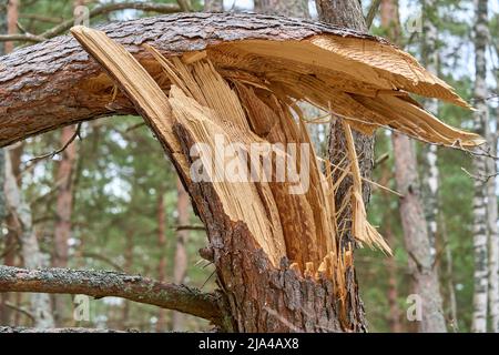 Grand pin cassé dans la forêt après l'ouragan. Macro de gros plan. Banque D'Images