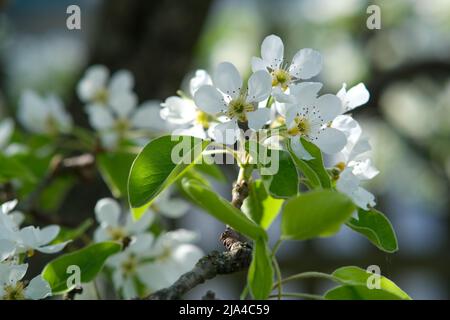 Branche de poire en fleur. Gros plan de fleur. Banque D'Images