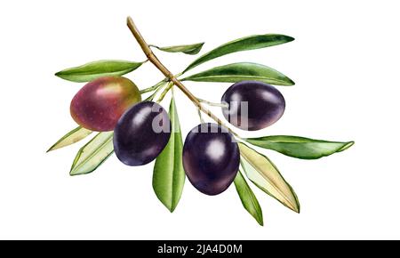 Branche d'olive noire. Aquarelle de fruits brillants avec des feuilles. Peinture réaliste avec olives pourpres mûres fraîches. Illustration botanique sur blanc. Dessiné à la main Banque D'Images