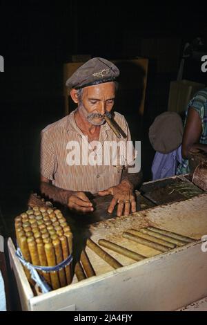 Vieux cigares cubains roulés à barbe dans une fabrique de cigares à Pinar del Rio, Cuba, Caraïbes Banque D'Images