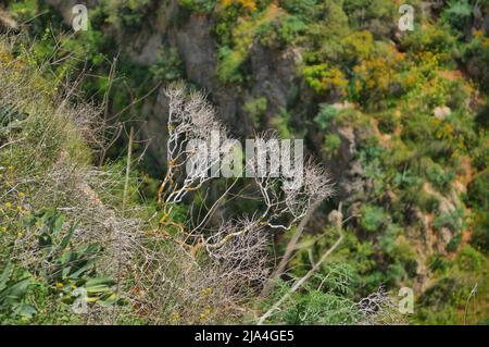 Collines surcultivées avec de la verdure près de la cascade de HaTanur. Fleuve Ayun en Galilée, au nord d'Israël Banque D'Images