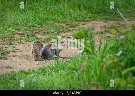 Écureuil gris de l'est debout sur un sentier dans un parc. Banque D'Images