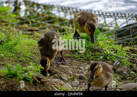Trois canetons callards explorant et se fortiant près d'un étang. Banque D'Images