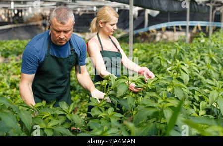 L'homme et la femme horticultes organisant des épinards de vigne Banque D'Images