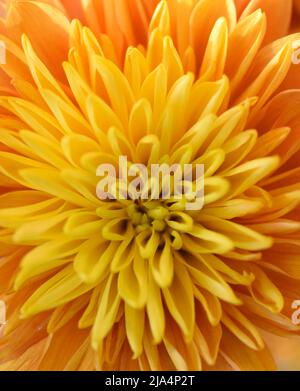 dahlia orange et jaune deux tons Banque D'Images