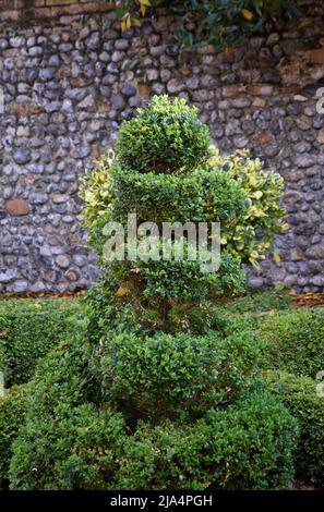 Boîte topiaire, Buxus sempervirens Banque D'Images