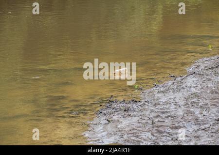 Une bouteille en plastique avec un capuchon flottant sur le ruisseau avec le courant le long de la rive boueuse dans l'eau trouble polluant les cours d'eau Banque D'Images