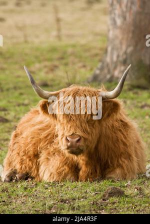 Des bovins écossais des Highlands montrant leurs impressionnantes cornes Banque D'Images