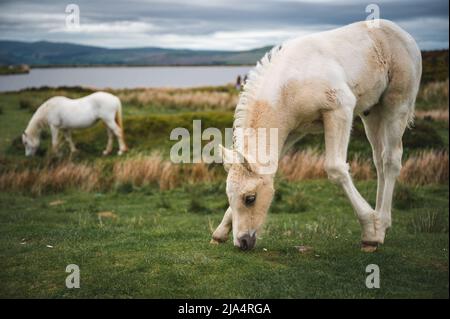 Chevaux sauvages à Keepers Pond à Blaenavon, Brecon Beacons, pays de Galles du Sud Banque D'Images