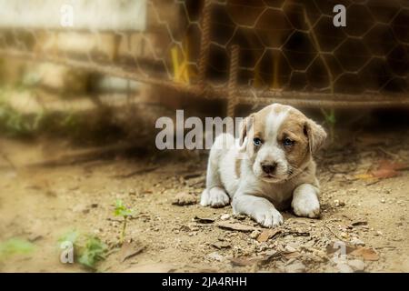 Chiot de demi-race, allongé sur le sol sur de petites pierres et des feuilles sèches, il y a une vieille clôture et des barres de fer rouillées dans un flou dans l'arrière-plan. Banque D'Images