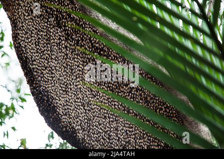 Gros plan d'une grande ruche d'abeilles asiatiques sur la branche d'un mangrove, une ruche dans une forêt de mangroves. Banque D'Images