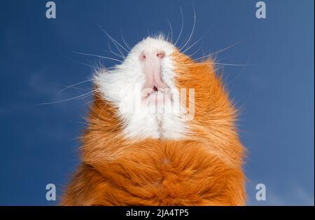 Adorable cobaye domestique, également connu sous le nom de cavy. Espèces de rongeurs. Banque D'Images