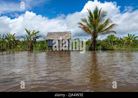 Amazon Rainforest Riverbank. En descendant la rivière Yanayacu dans la jungle amazonienne, près d'Iquitos, Pérou. Amérique du Sud. Banque D'Images