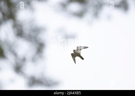Un faucon pèlerin adulte (Falco peregrinus) volant dans le ciel. Banque D'Images