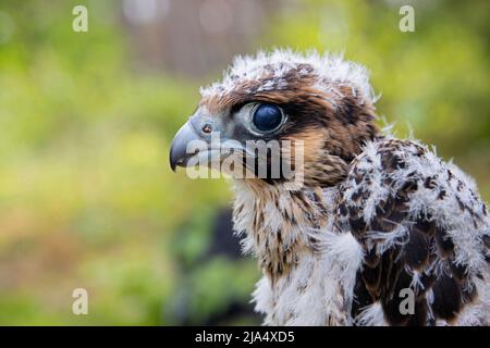 Un faucon pèlerin (Falco Peregrinus) oiseau juvénile qui obtient des oiseaux bagués. Banque D'Images