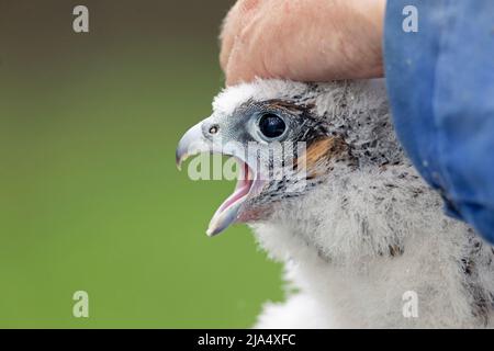 Un faucon pèlerin (Falco Peregrinus) oiseau juvénile qui obtient des oiseaux bagués. Banque D'Images