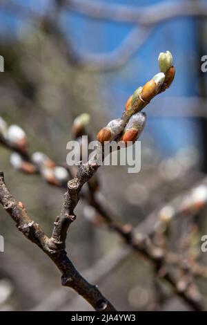 Gros plan des bourgeons de saule dans les montagnes Banque D'Images