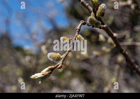 Gros plan des bourgeons de saule dans les montagnes Banque D'Images