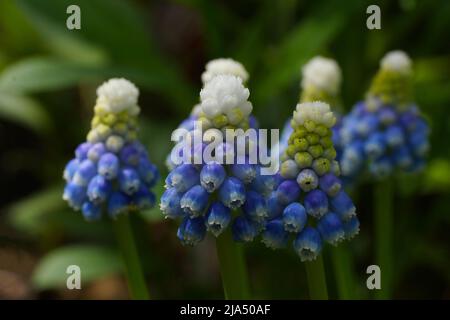 Mountain Lady Muscari. Fleurs printanières dans le jardin. Banque D'Images